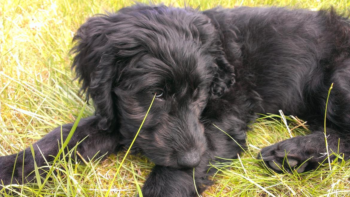 Blanding af racer Sandy Hawaii (F1 Sproodle) billede 41