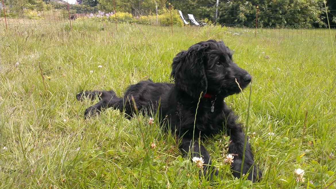 Blanding af racer Sandy Hawaii (F1 Sproodle) billede 32