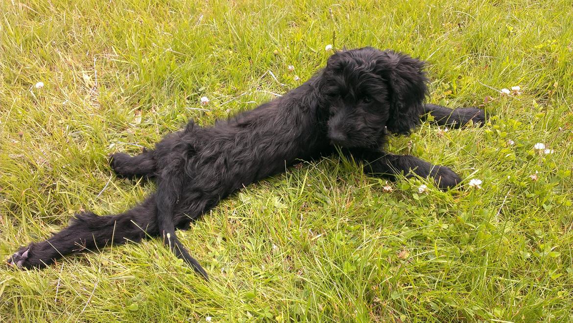 Blanding af racer Sandy Hawaii (F1 Sproodle) billede 35