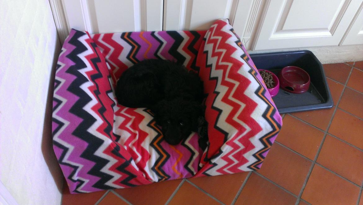 Blanding af racer Sandy Hawaii (F1 Sproodle) billede 42