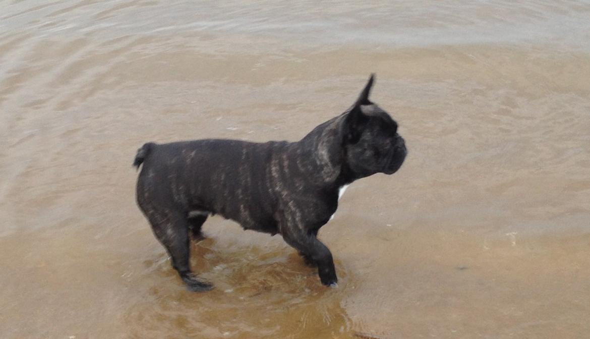 Fransk bulldog Berta <3 - damp :* - i vandet, men KUN til navlen ;-)
19.05.13 billede 18
