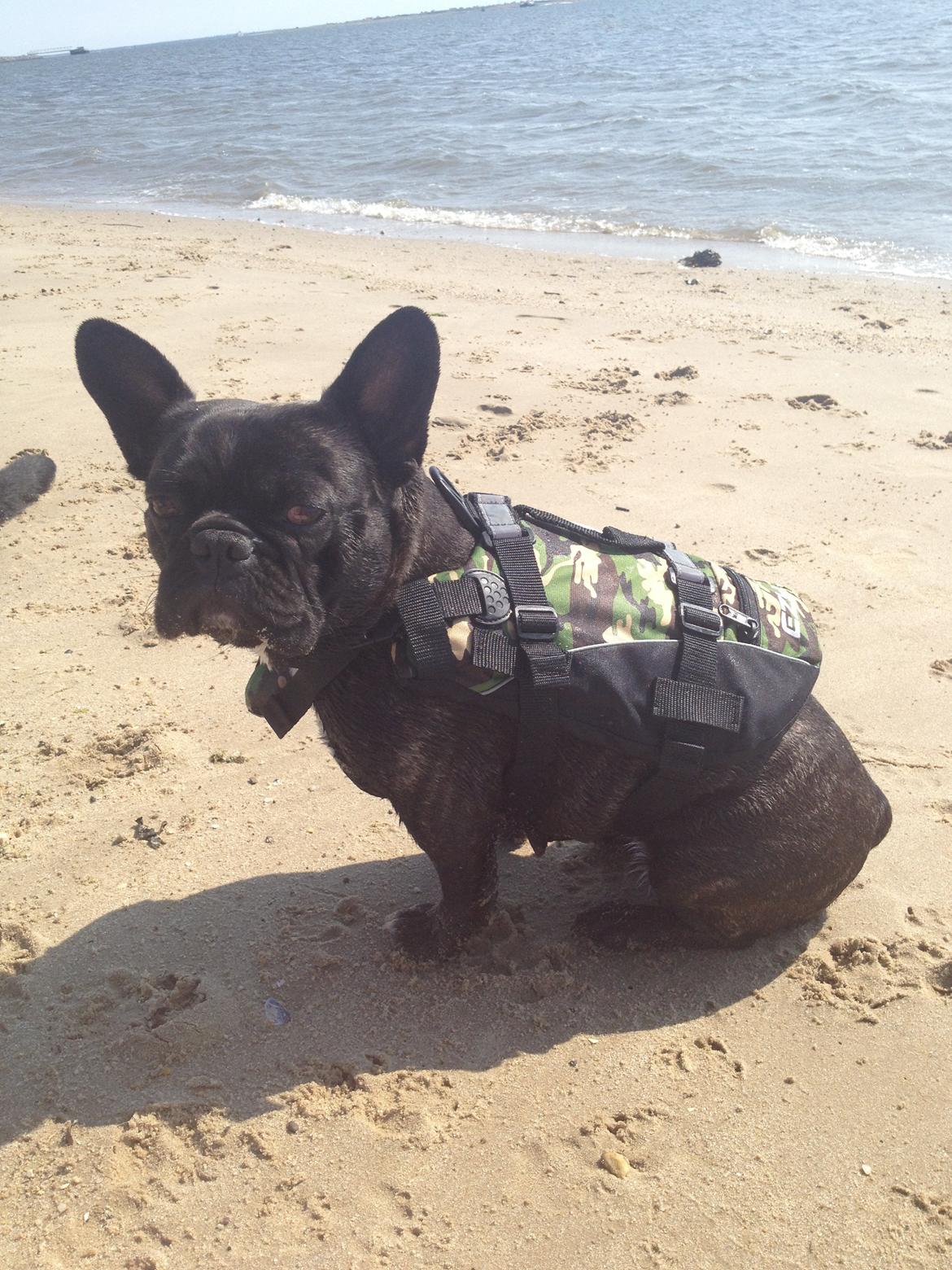 Fransk bulldog Berta <3 - damp :* - på stranden :-) <3
06.13 billede 19