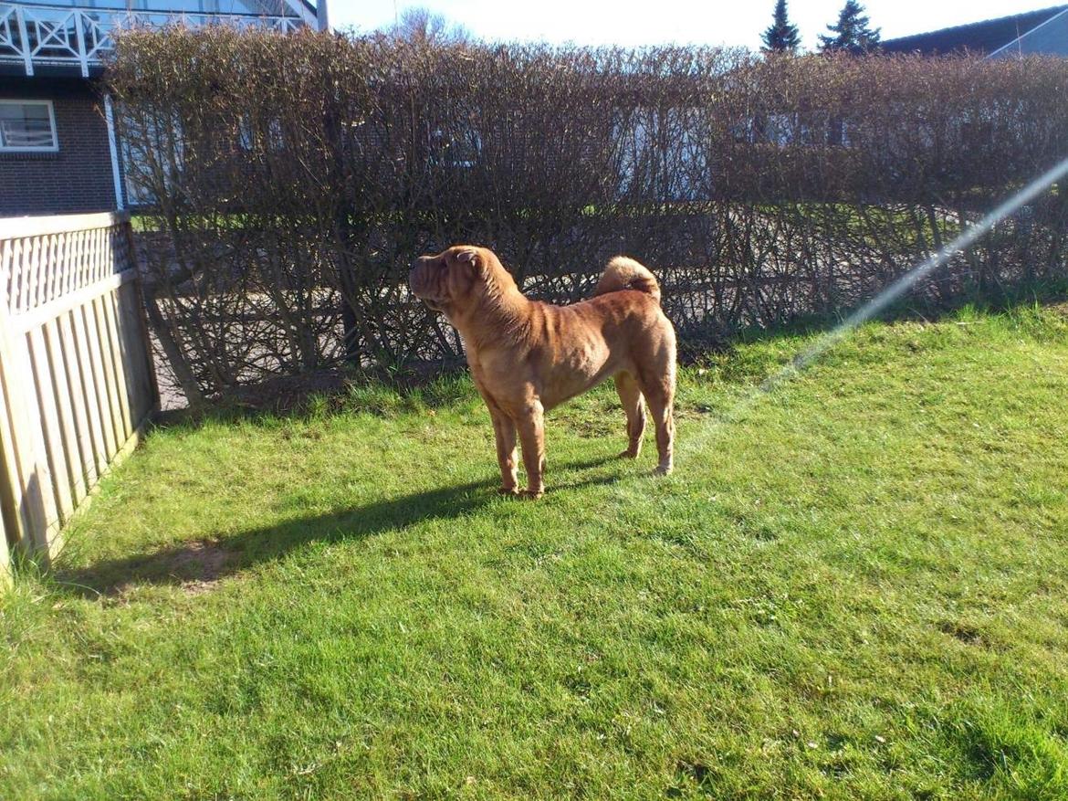 Shar pei Athene billede 1