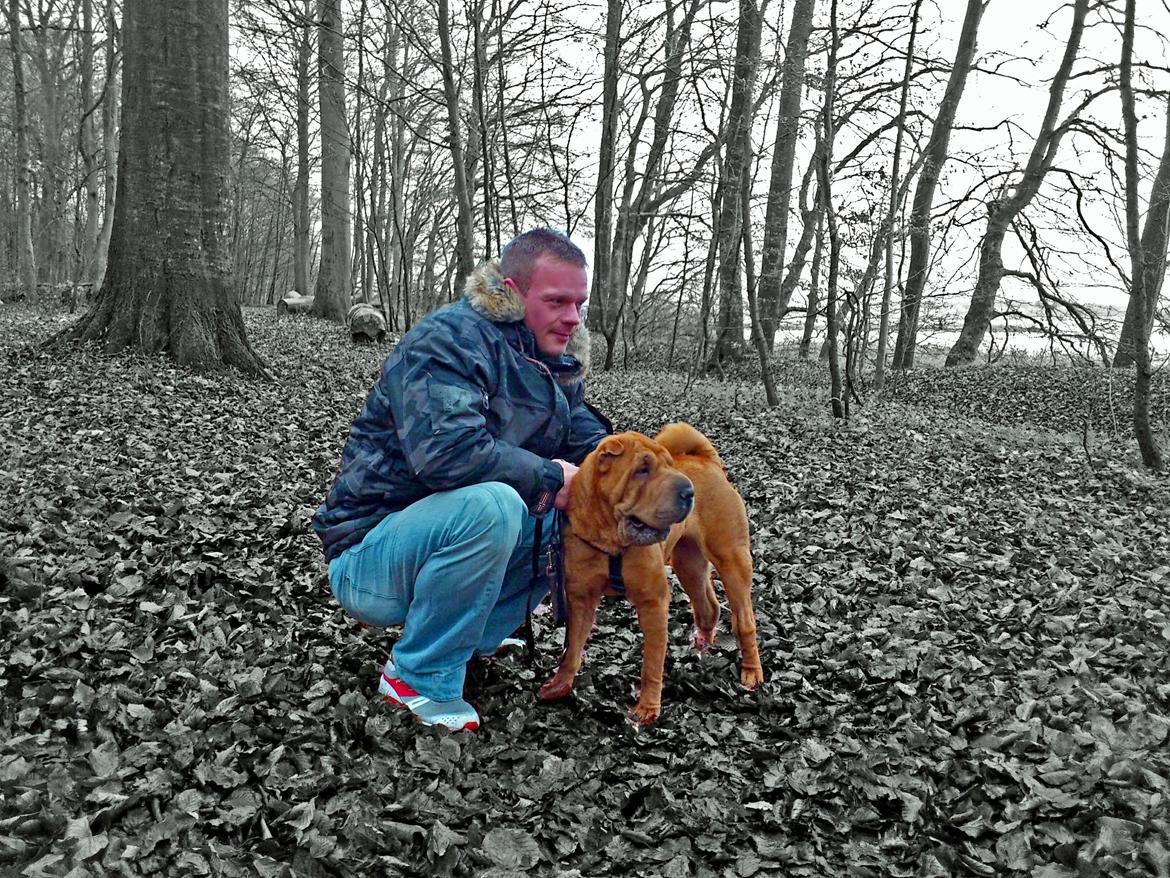 Shar pei Athene billede 2