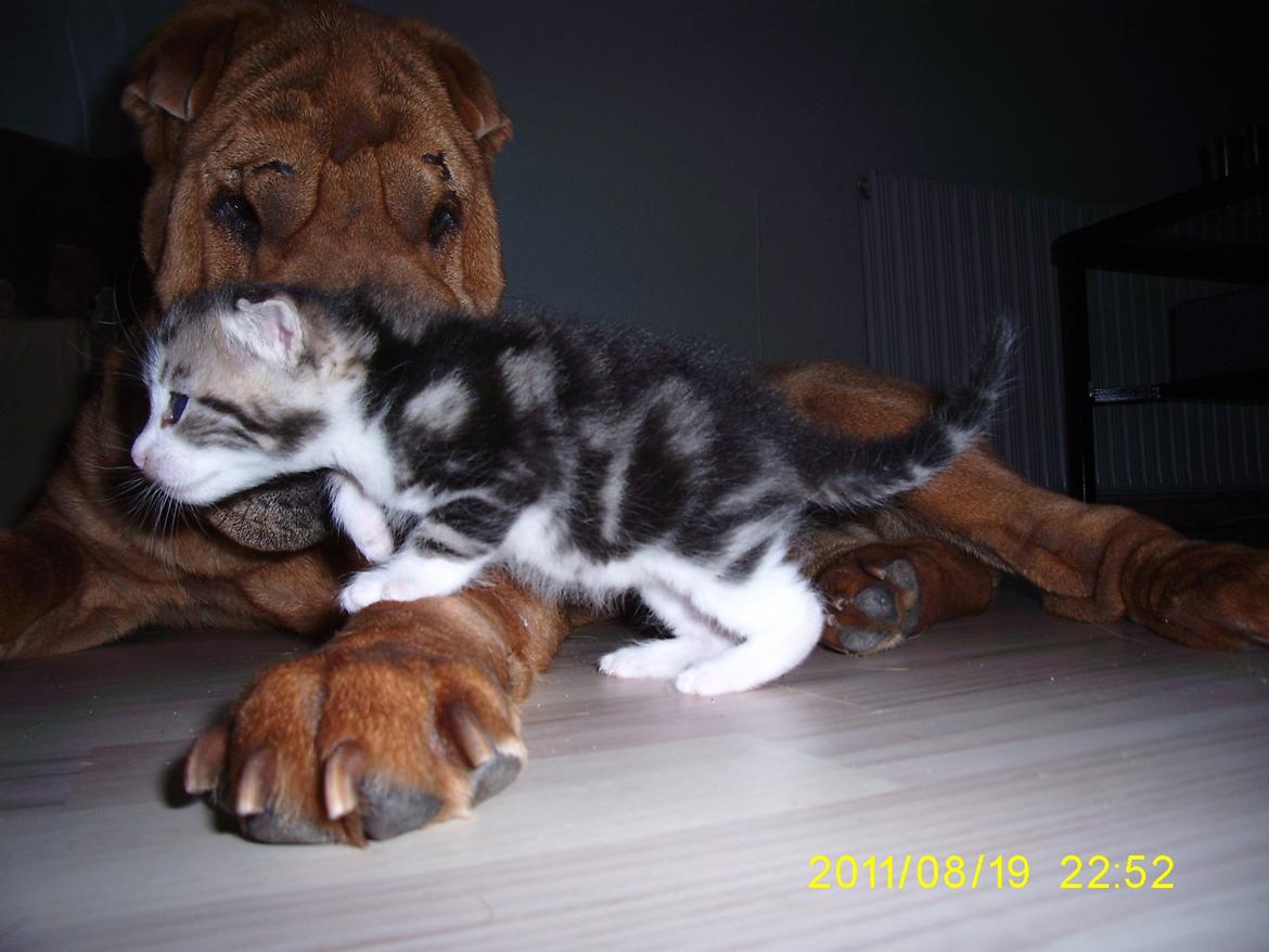 Shar pei Athene billede 3