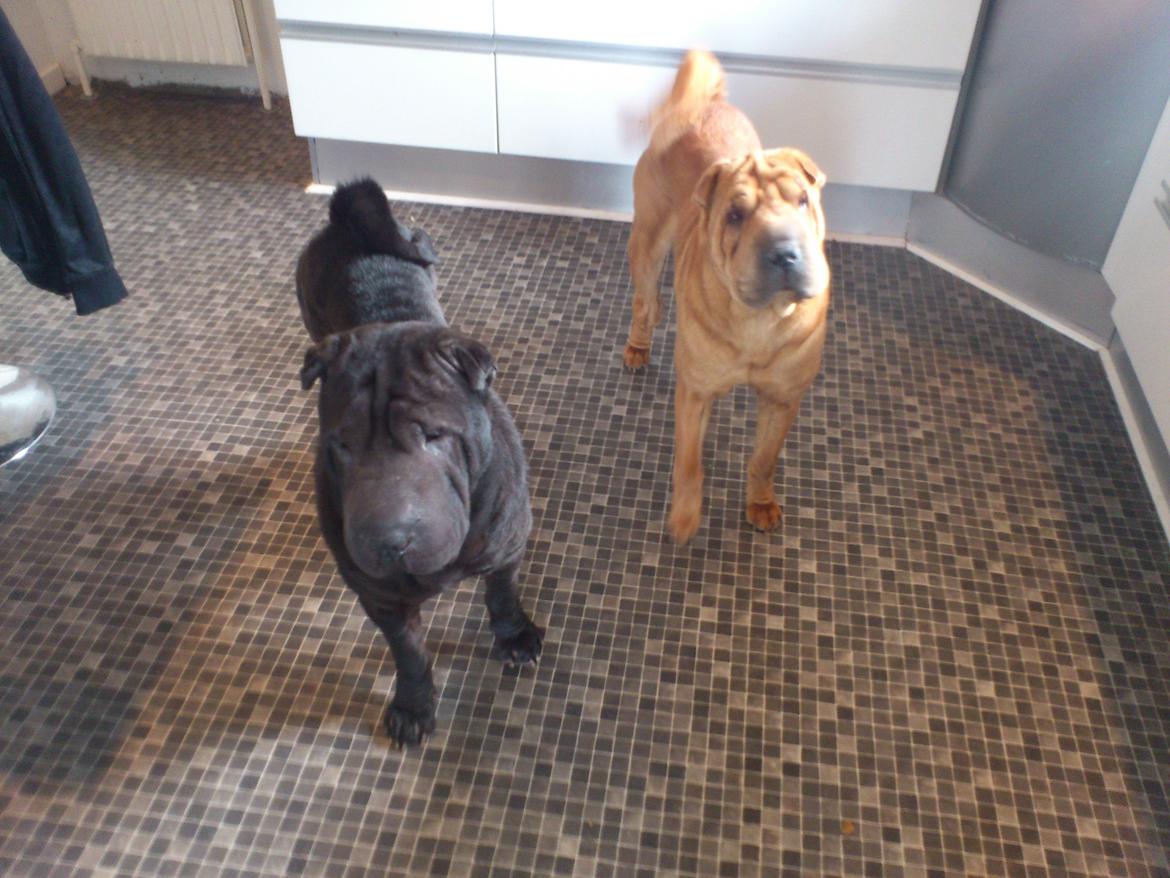 Shar pei Athene billede 4