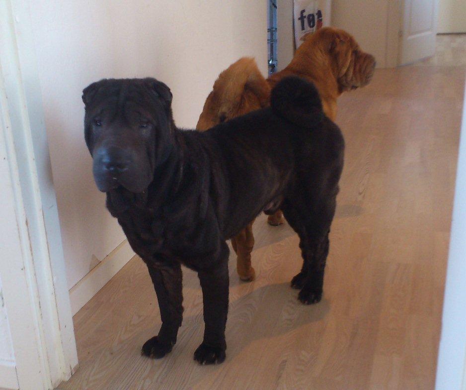 Shar pei Athene billede 5