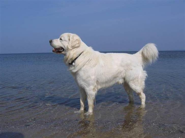 Polski owczarek podhalanski CODY billede 1