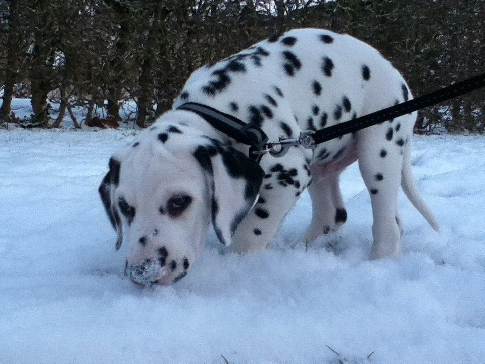 Dalmatiner Diego 'Flyttet' LÆS BESKRIVELSE - Sne... billede 9