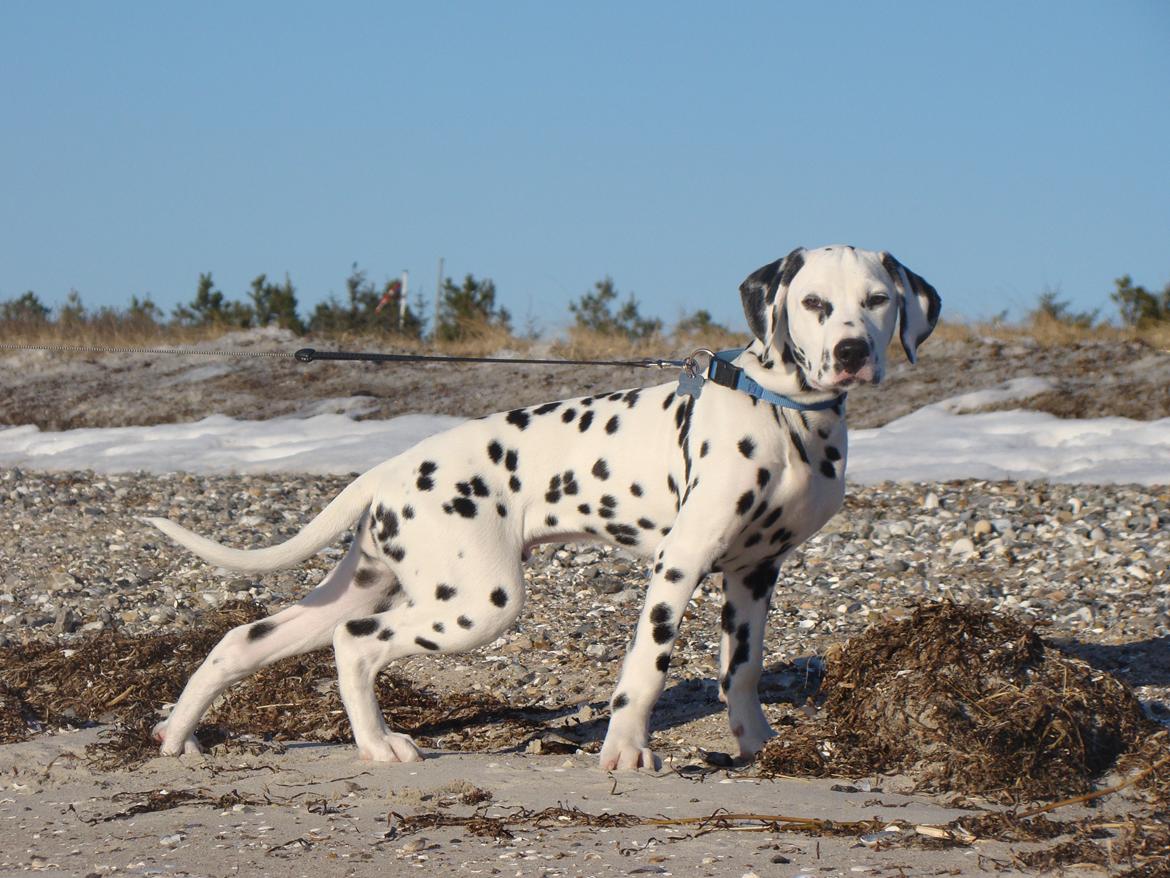 Dalmatiner Diego 'Flyttet' LÆS BESKRIVELSE - Posere lige lidt billede 11