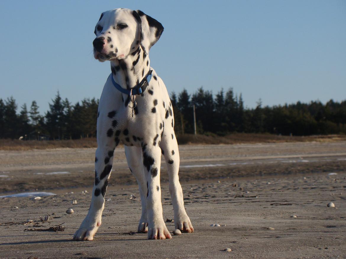 Dalmatiner Diego 'Flyttet' LÆS BESKRIVELSE - På stranden billede 12