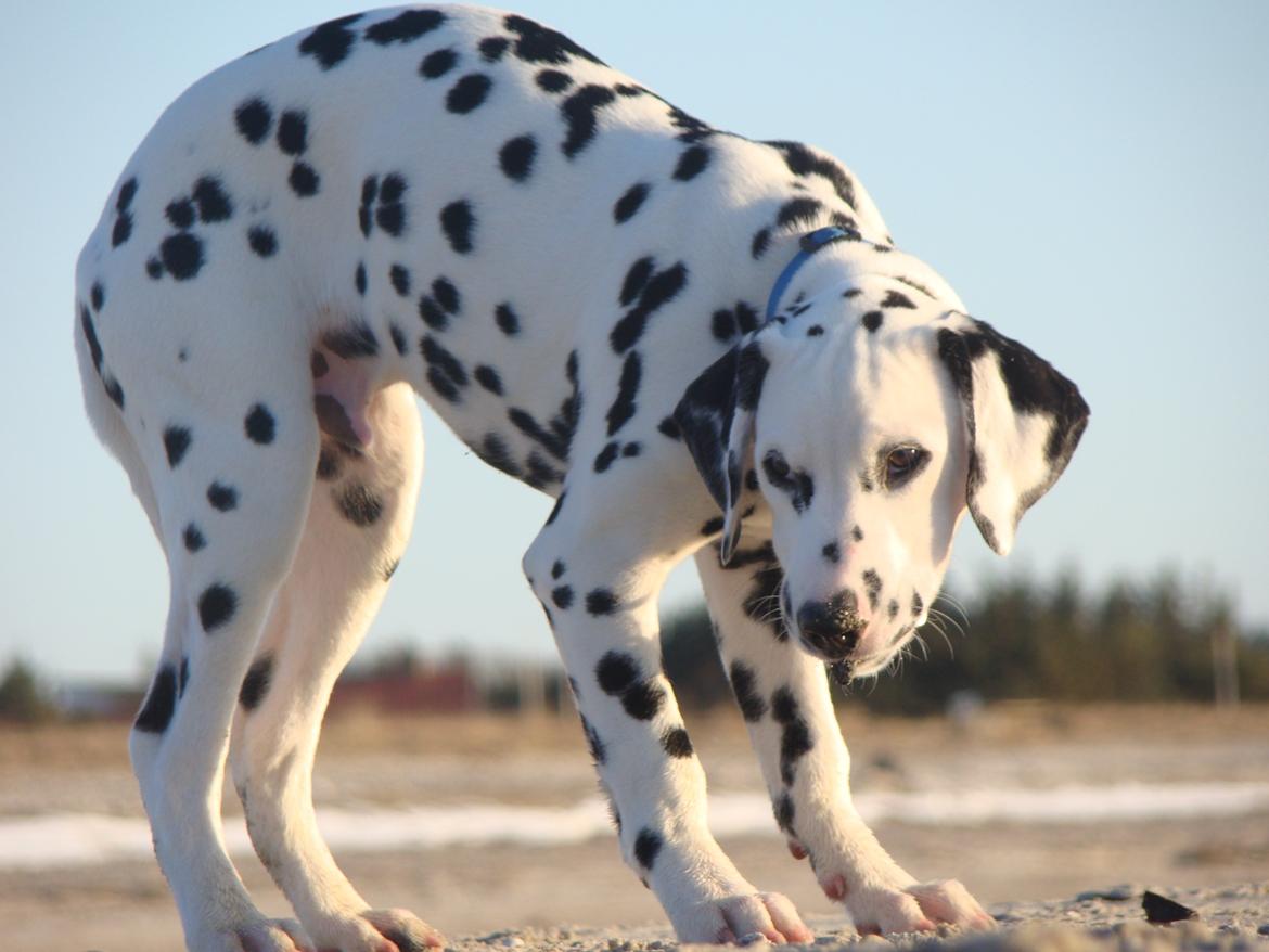 Dalmatiner Diego 'Flyttet' LÆS BESKRIVELSE - På stranden billede 13