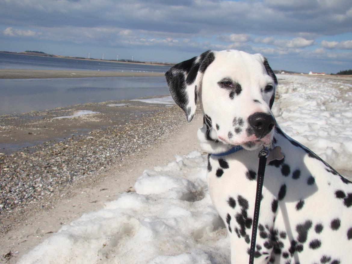 Dalmatiner Diego 'Flyttet' LÆS BESKRIVELSE billede 8