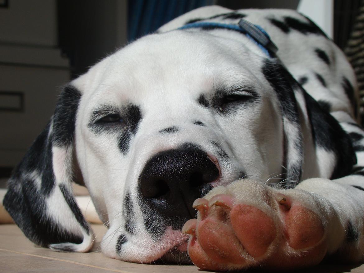 Dalmatiner Diego 'Flyttet' LÆS BESKRIVELSE - Zzzzz.... billede 10