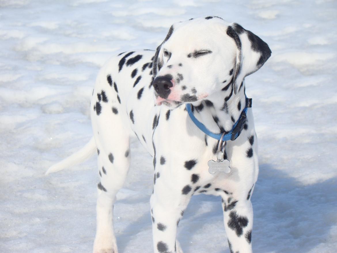 Dalmatiner Diego 'Flyttet' LÆS BESKRIVELSE - Skarp sol billede 14
