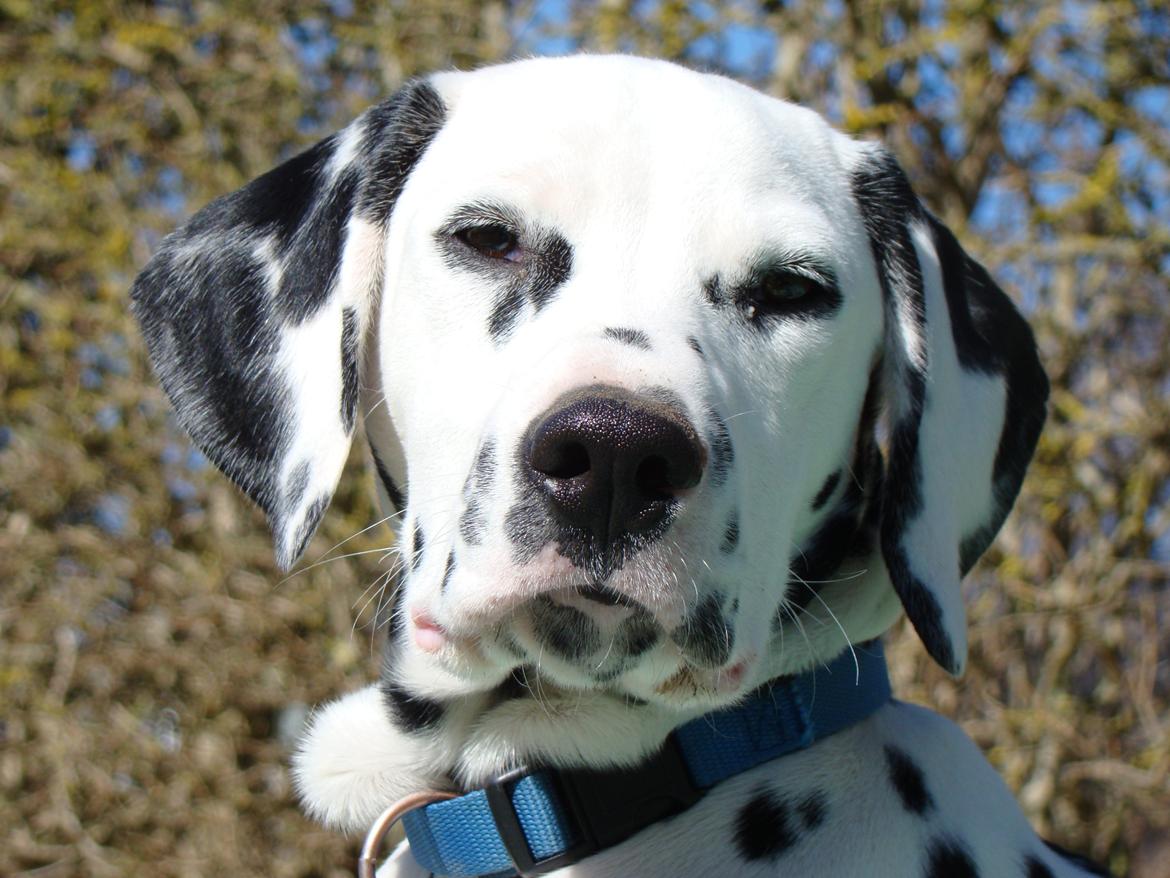 Dalmatiner Diego 'Flyttet' LÆS BESKRIVELSE billede 15