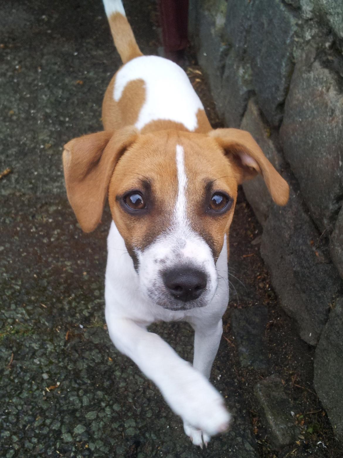 Dansk svensk gaardhund Emma billede 1