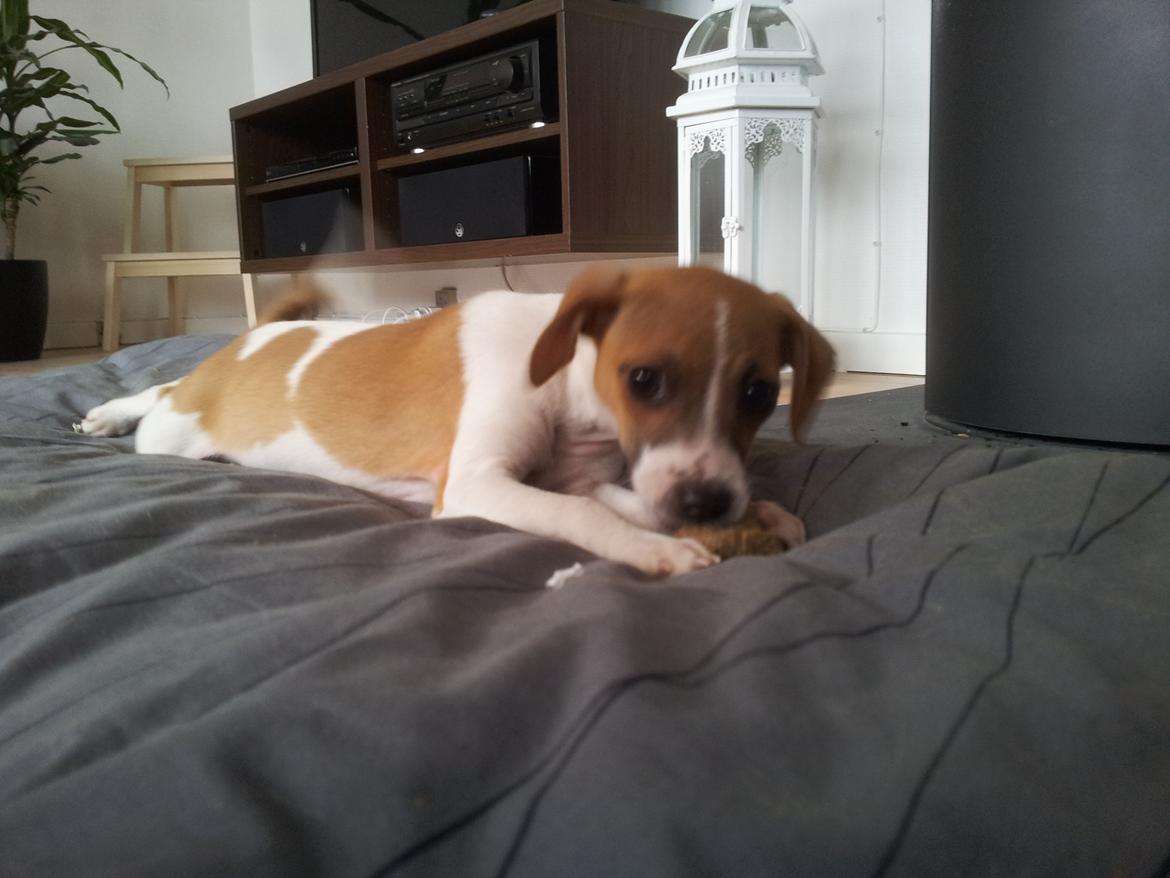 Dansk svensk gaardhund Emma billede 2