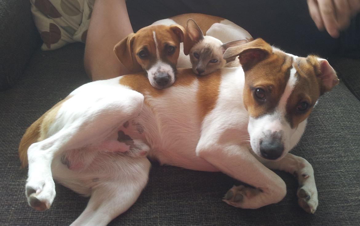 Dansk svensk gaardhund Emma billede 4