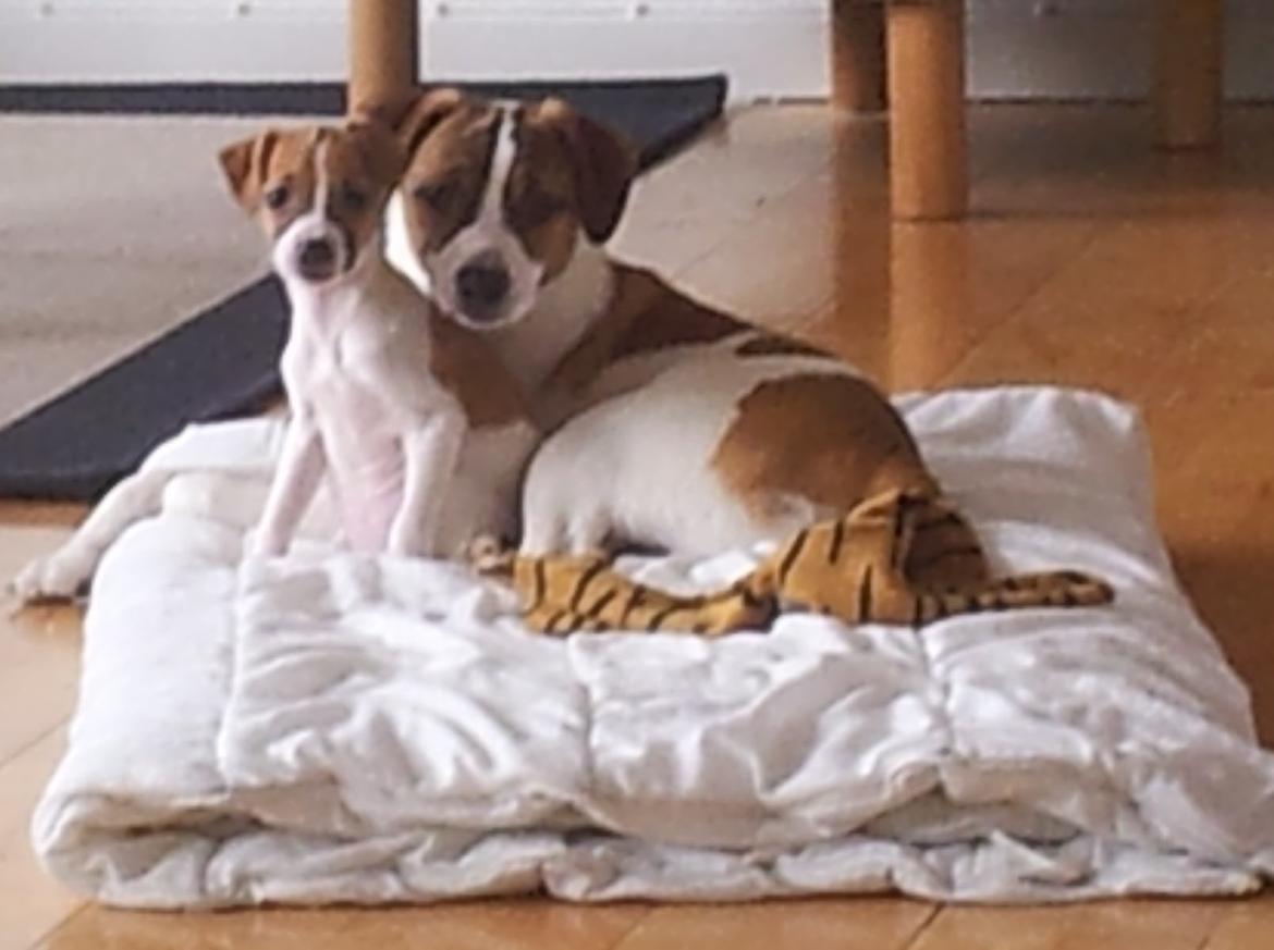 Dansk svensk gaardhund Emma billede 5