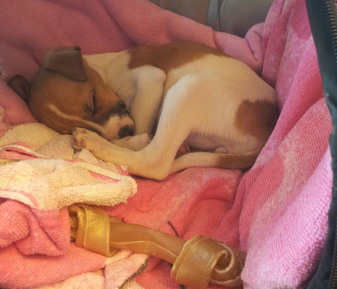 Dansk svensk gaardhund Emma billede 3