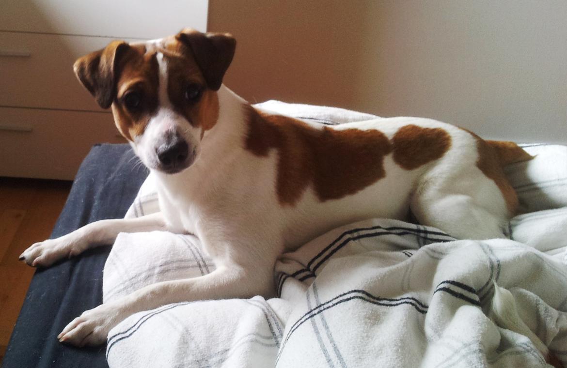 Dansk svensk gaardhund Emil billede 1