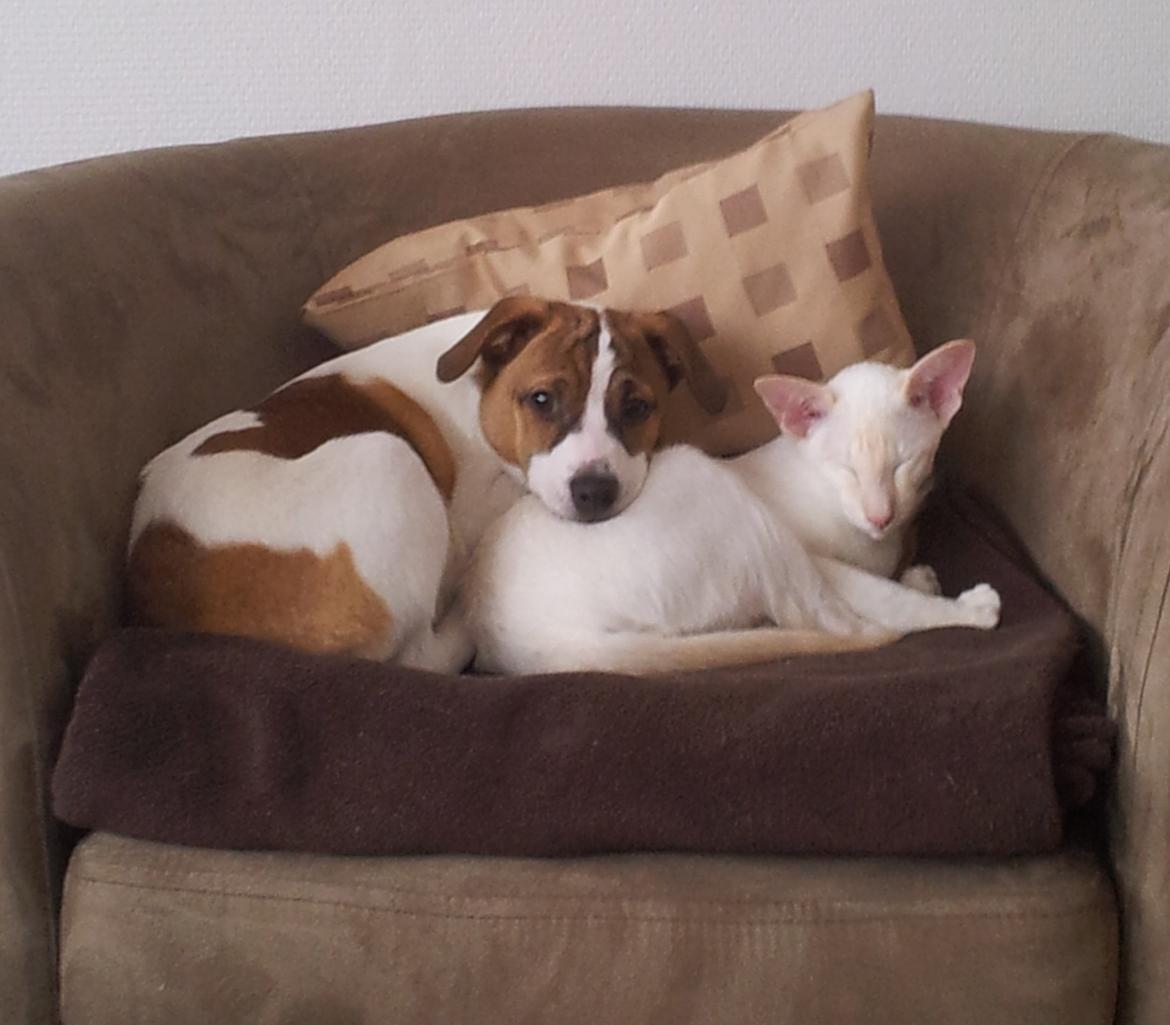 Dansk svensk gaardhund Emil billede 5