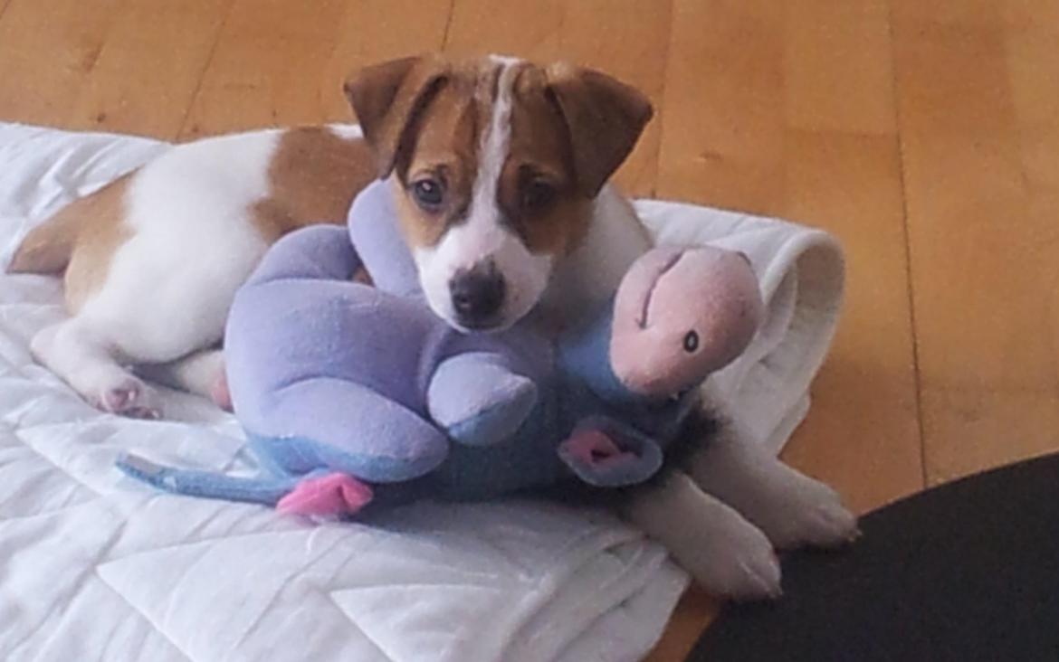 Dansk svensk gaardhund Emil billede 3