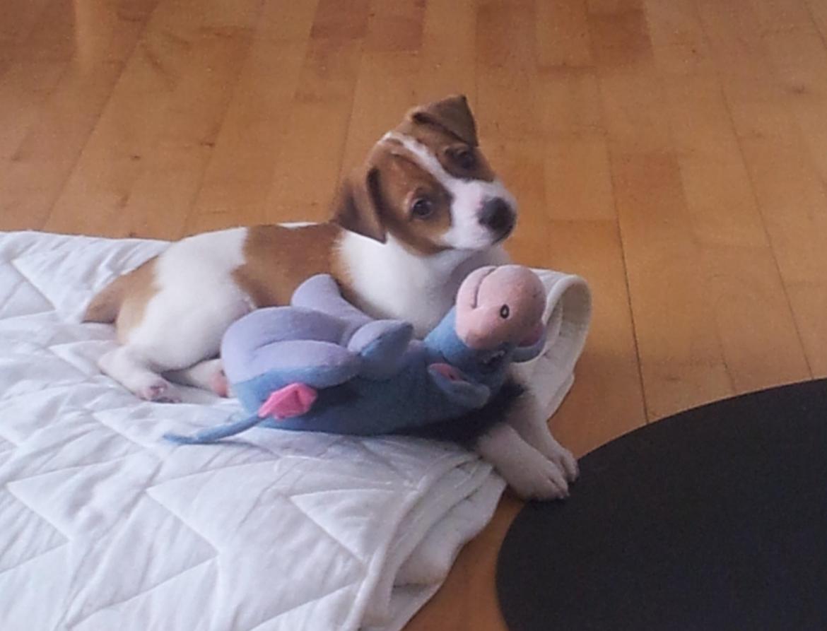 Dansk svensk gaardhund Emil billede 4