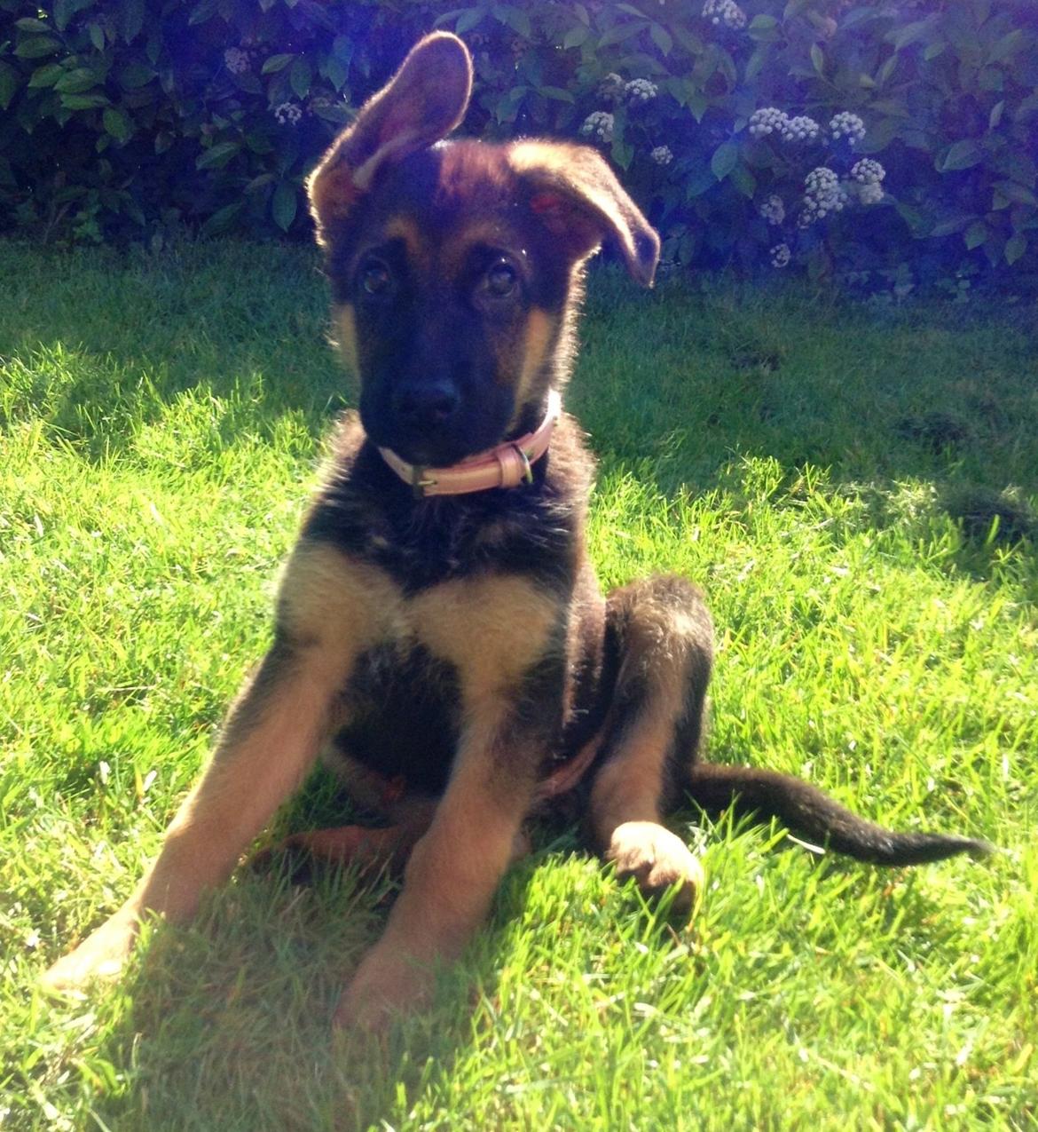 Schæferhund Aixa's Daisy Crazy billede 18