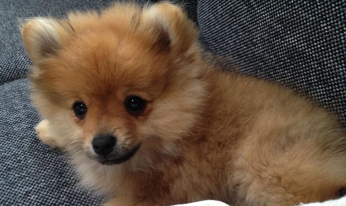 Pomeranian Baby billede 1