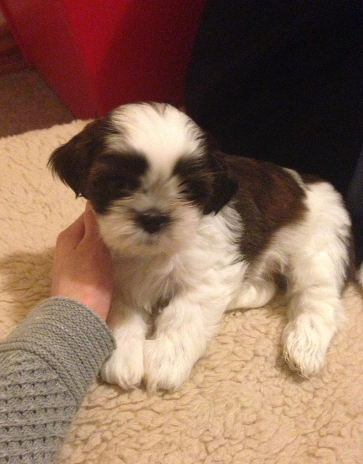 Shih tzu Armani billede 1