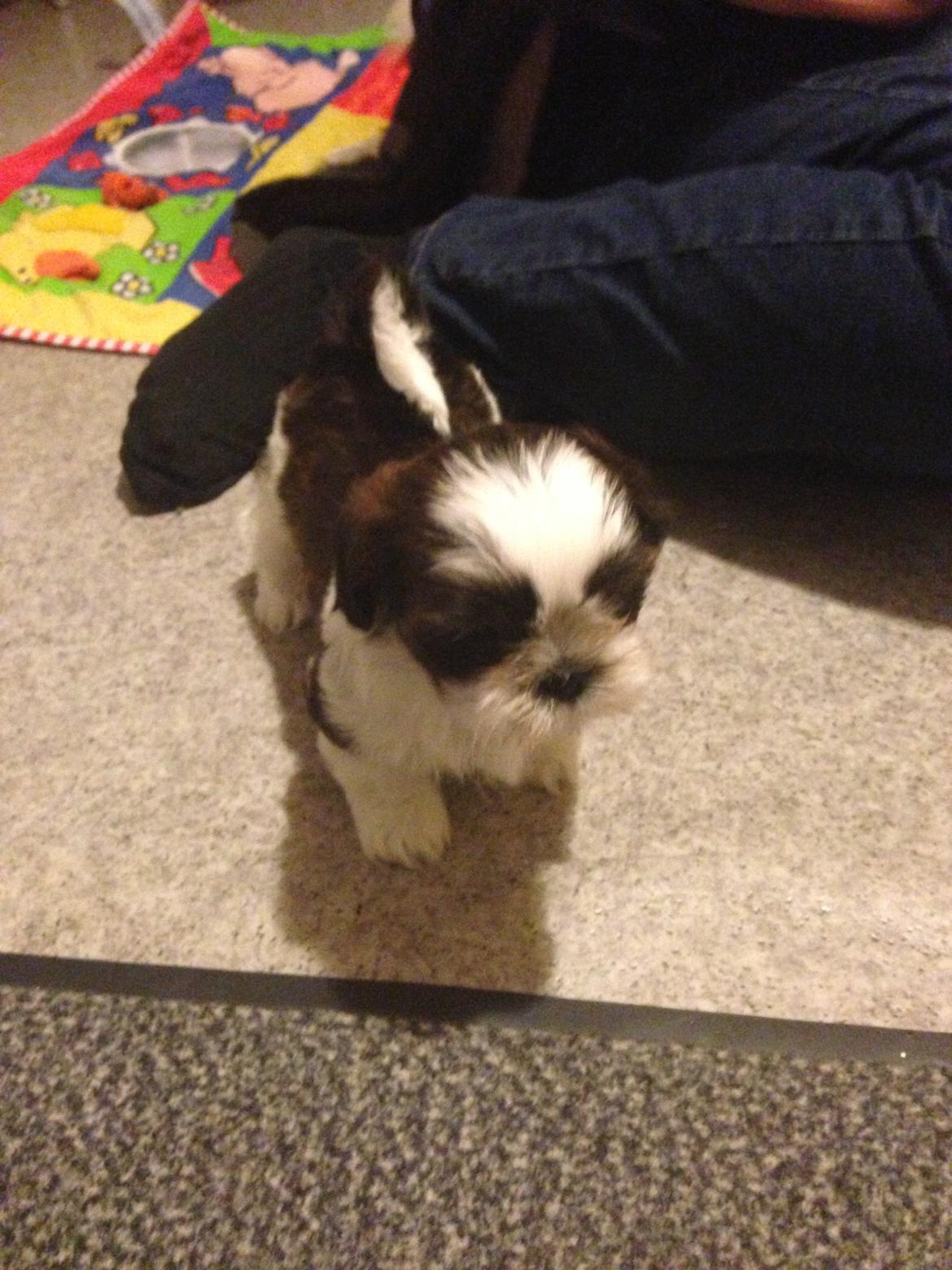 Shih tzu Armani billede 2