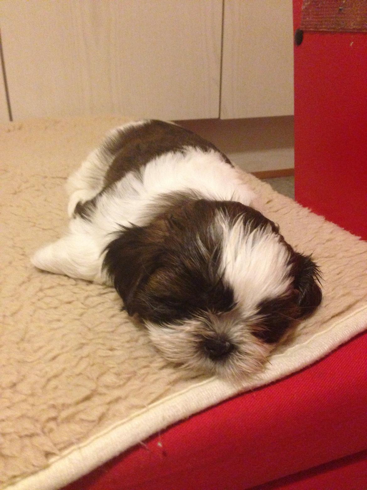 Shih tzu Armani billede 3