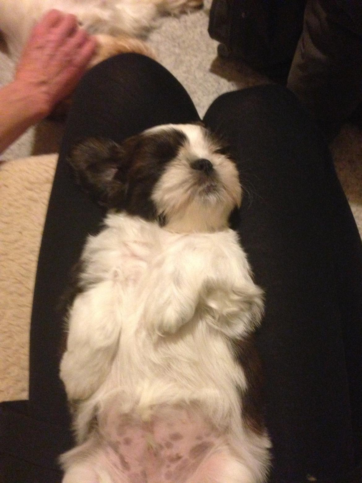Shih tzu Armani billede 4