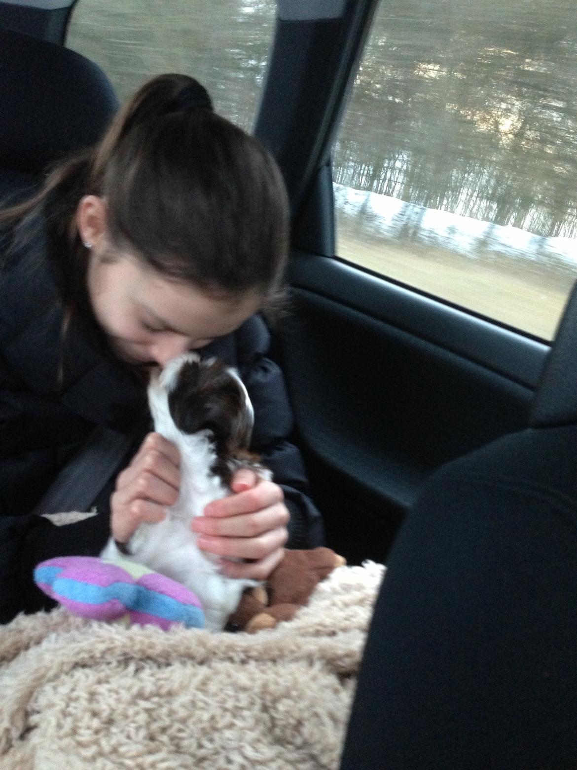 Shih tzu Armani billede 5