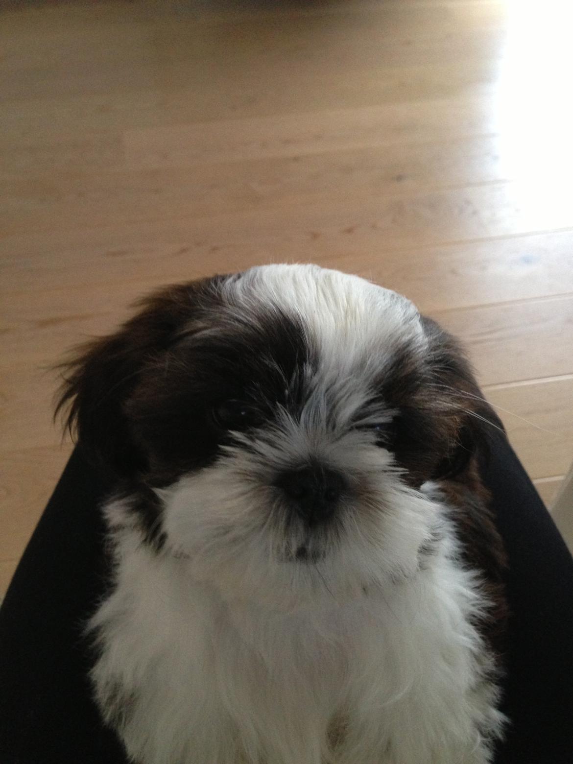Shih tzu Armani billede 7