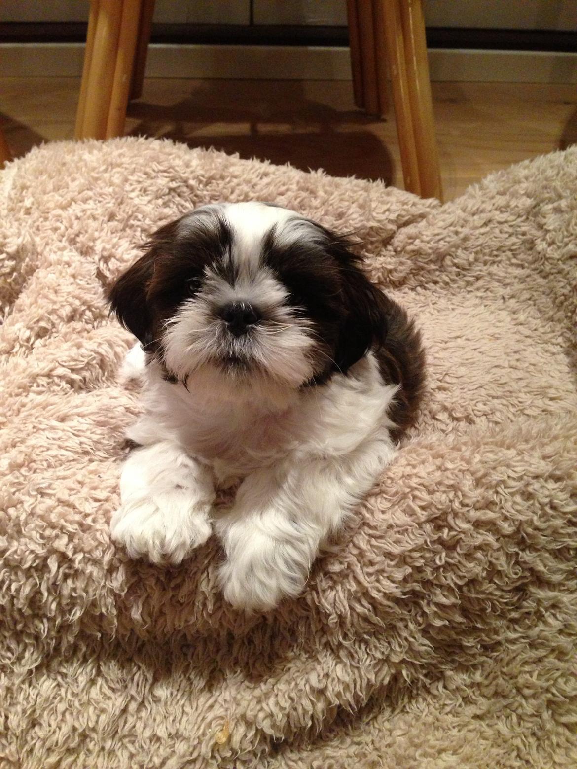 Shih tzu Armani billede 8