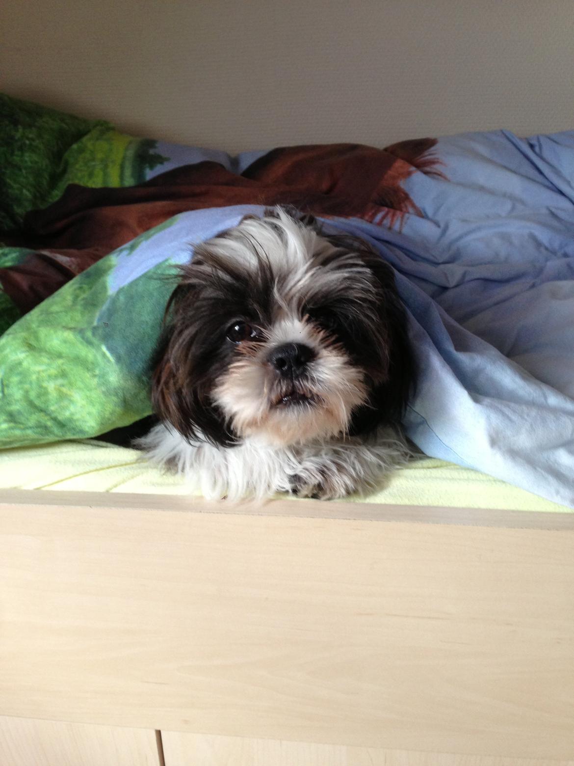 Shih tzu Armani billede 9