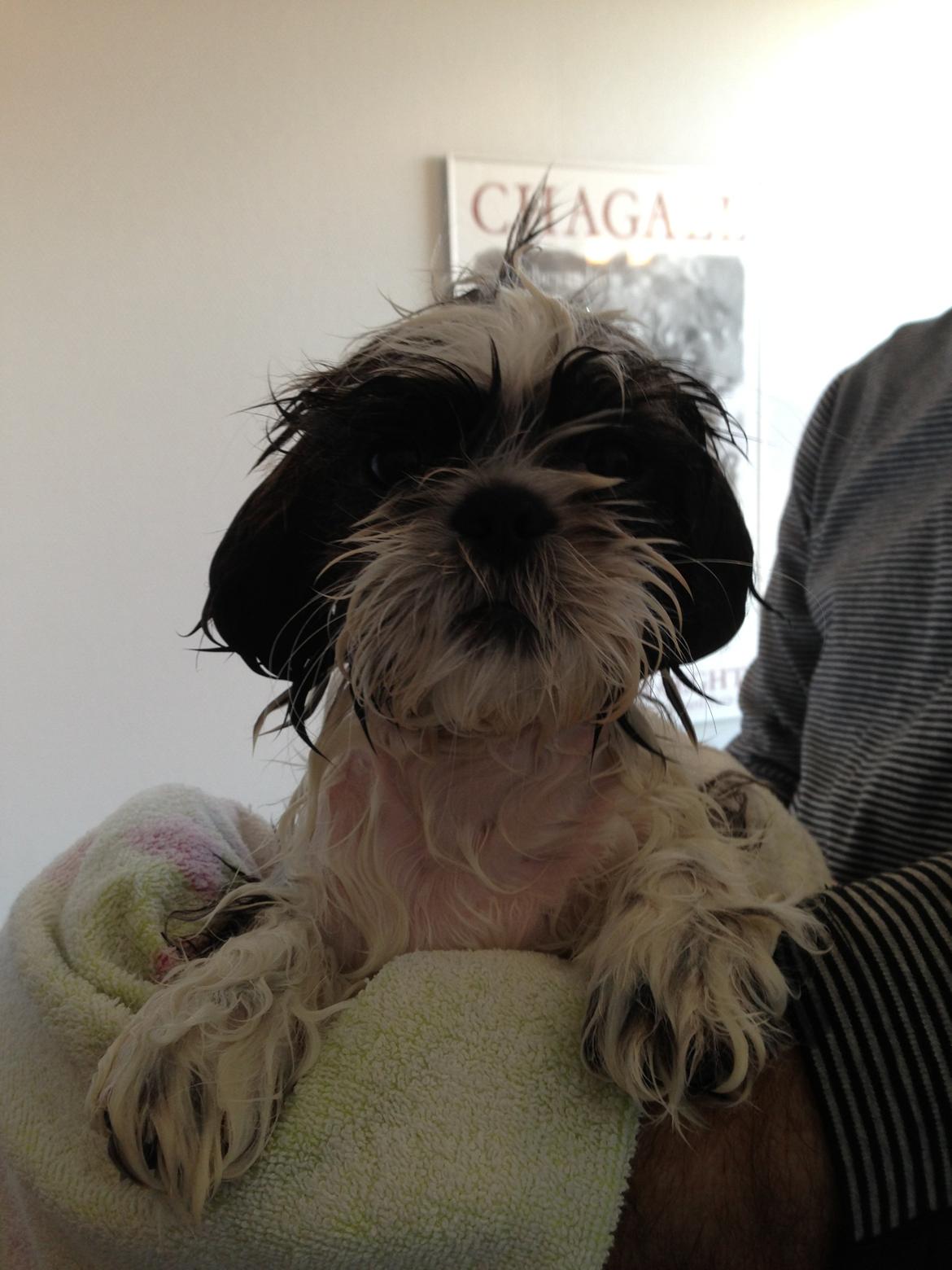 Shih tzu Armani billede 10