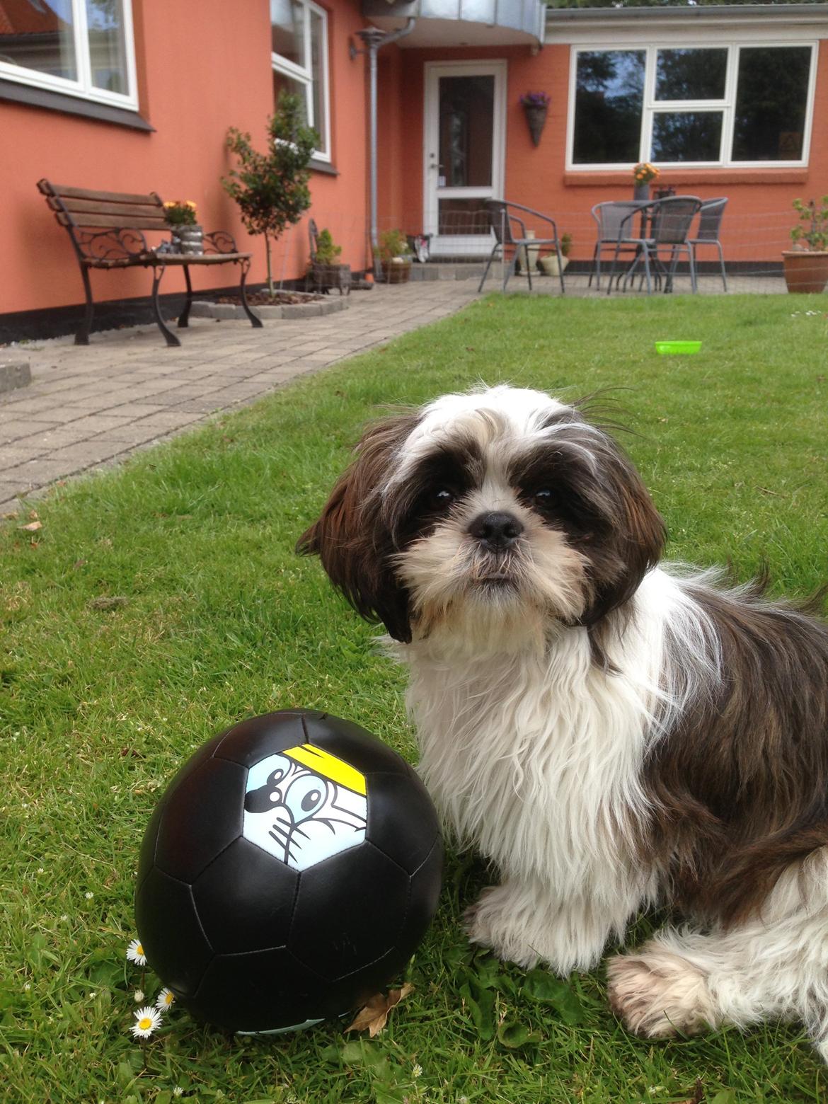 Shih tzu Armani billede 11