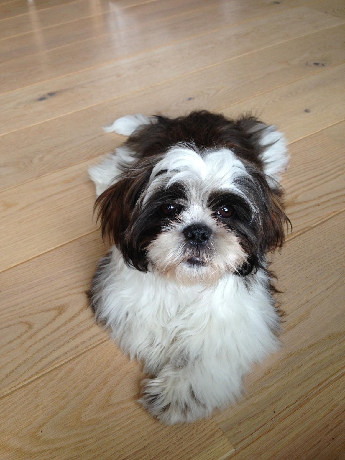 Shih tzu Armani billede 12