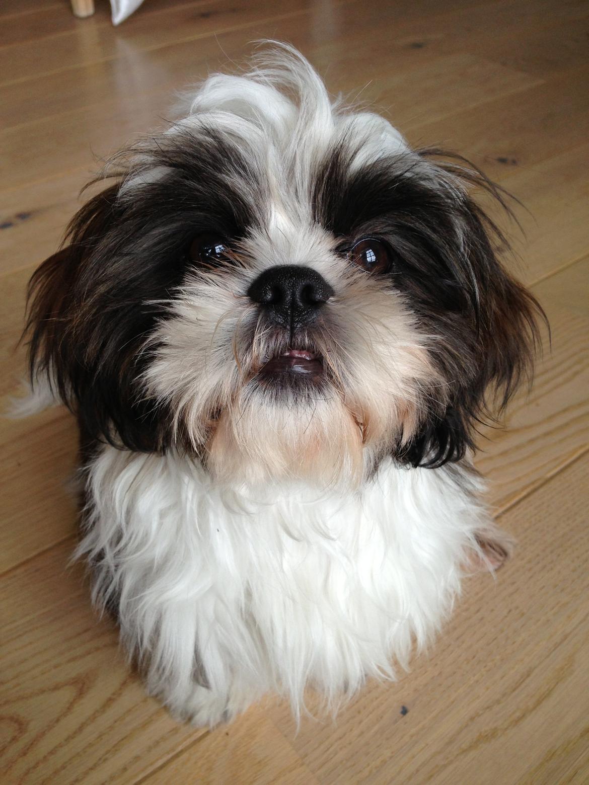 Shih tzu Armani billede 13