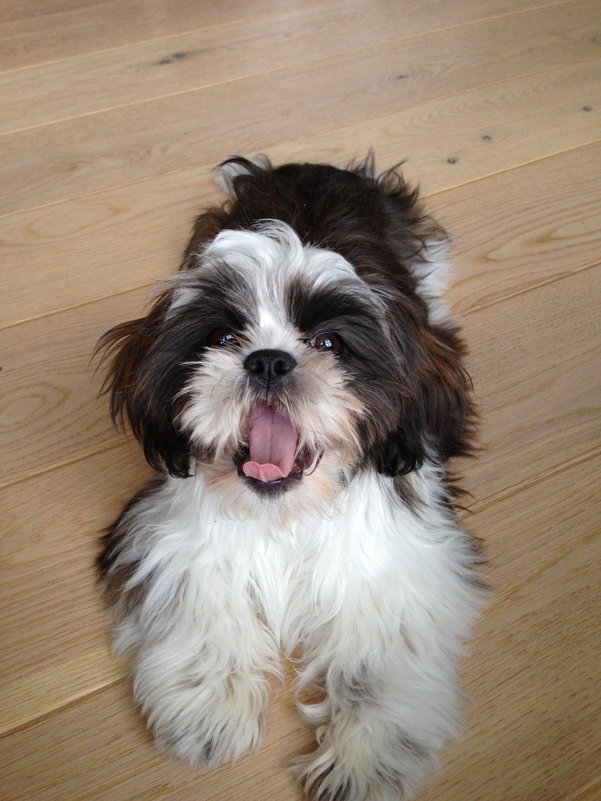 Shih tzu Armani billede 14