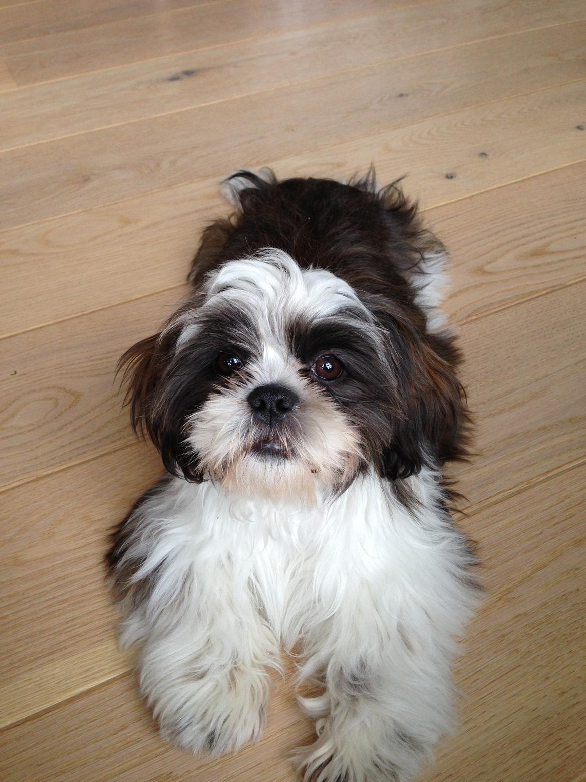 Shih tzu Armani billede 15