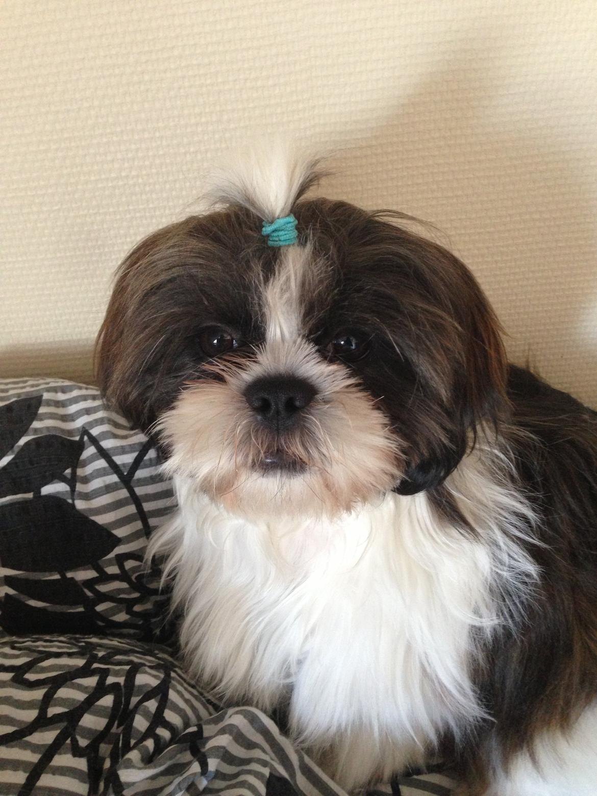 Shih tzu Armani billede 16