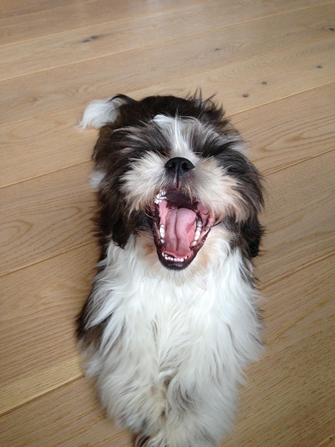 Shih tzu Armani billede 17