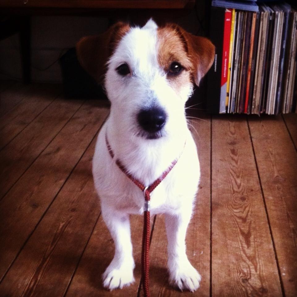 Jack russell terrier Kajsenborg's Jack Sparrow billede 16