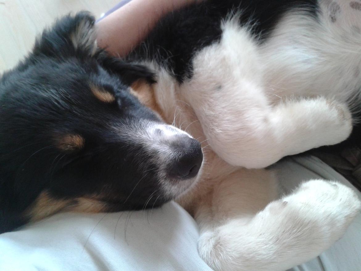 Border collie Mille - Zzz billede 11