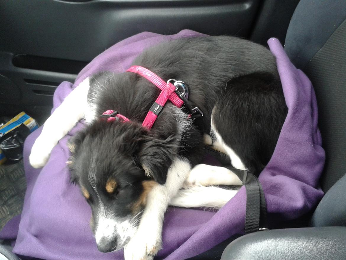 Border collie Mille - Puh det er hårdt at køre bil billede 10